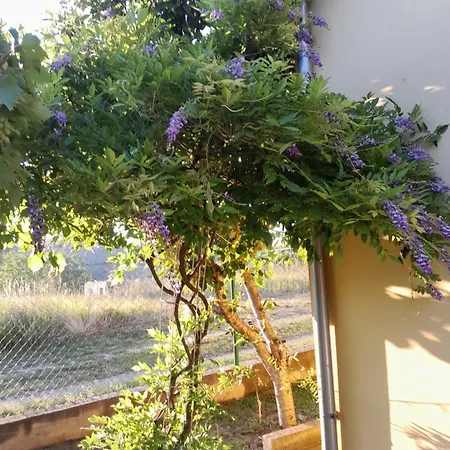 Kod Kapetana Smederevo